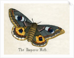 The Emperor Moth Illustration by Anonymous