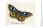 The Emperor Moth Illustration by Anonymous