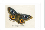 The Emperor Moth Illustration by Anonymous