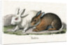 Rabbits Illustration by Anonymous