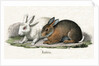 Rabbits Illustration by Anonymous