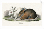 Rabbits Illustration by Anonymous