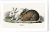 Rabbits Illustration by Anonymous