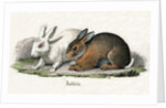 Rabbits Illustration by Anonymous