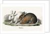 Rabbits Illustration by Anonymous