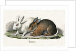 Rabbits Illustration by Anonymous
