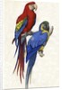 Aracangua and Blue and Yellow Macaw Illustration by Anonymous