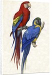 Aracangua and Blue and Yellow Macaw Illustration by Anonymous