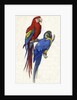 Aracangua and Blue and Yellow Macaw Illustration by Anonymous