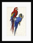 Aracangua and Blue and Yellow Macaw Illustration by Anonymous