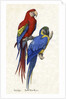 Aracangua and Blue and Yellow Macaw Illustration by Anonymous
