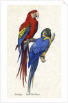 Aracangua and Blue and Yellow Macaw Illustration by Anonymous