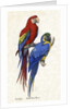 Aracangua and Blue and Yellow Macaw Illustration by Anonymous