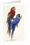 Aracangua and Blue and Yellow Macaw Illustration by Anonymous