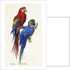 Aracangua and Blue and Yellow Macaw Illustration by Anonymous
