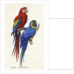 Aracangua and Blue and Yellow Macaw Illustration by Anonymous