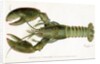 American Lobster (Homarus Americanus Illustration by Sherman Foote Denton