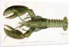 American Lobster (Homarus Americanus Illustration by Sherman Foote Denton
