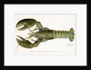 American Lobster (Homarus Americanus Illustration by Sherman Foote Denton