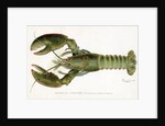 American Lobster (Homarus Americanus Illustration by Sherman Foote Denton
