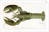 American Lobster (Homarus Americanus Illustration by Sherman Foote Denton