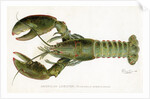American Lobster (Homarus Americanus Illustration by Sherman Foote Denton