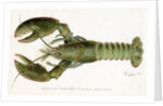 American Lobster (Homarus Americanus Illustration by Sherman Foote Denton