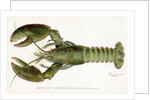 American Lobster (Homarus Americanus Illustration by Sherman Foote Denton