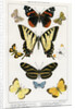 American Butterflies by Julius Bien