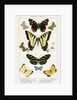 American Butterflies by Julius Bien