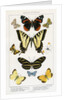 American Butterflies by Julius Bien
