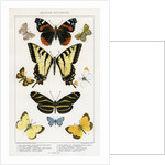 American Butterflies by Julius Bien