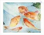Illustration of Koi by Edward Julius Detmold