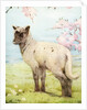 Illustration of Lamb by Edward Julius Detmold