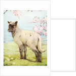 Illustration of Lamb by Edward Julius Detmold