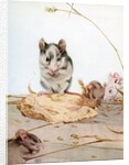 Illustration of Mice by Edward Julius Detmold