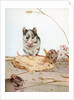 Illustration of Mice by Edward Julius Detmold