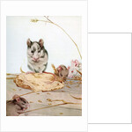 Illustration of Mice by Edward Julius Detmold