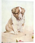 Illustration of St. Bernard Puppy by Edward Julius Detmold