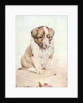 Illustration of St. Bernard Puppy by Edward Julius Detmold