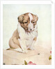 Illustration of St. Bernard Puppy by Edward Julius Detmold