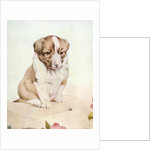 Illustration of St. Bernard Puppy by Edward Julius Detmold