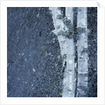Tree Trunks by Anonymous