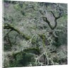 Moss Covered Tree by Anonymous