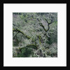 Moss Covered Tree by Anonymous