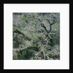 Moss Covered Tree by Anonymous