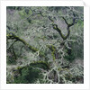 Moss Covered Tree by Anonymous