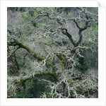 Moss Covered Tree by Anonymous