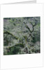 Moss Covered Tree by Anonymous