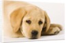 Golden Labrador Retriever Puppy by Anonymous